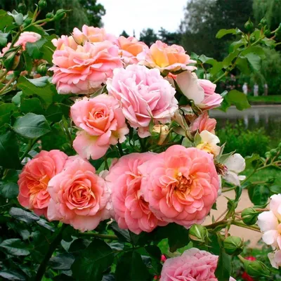 Роза \"Concerto\" купить в питомнике растений с доставкой по Самаре и  Самарской области, саженцы, выращивание, посадка и уход