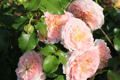 ornamental rose (Rosa 'Concerto', Rosa Concerto), cultivar Concerto Stock  Photo - Alamy