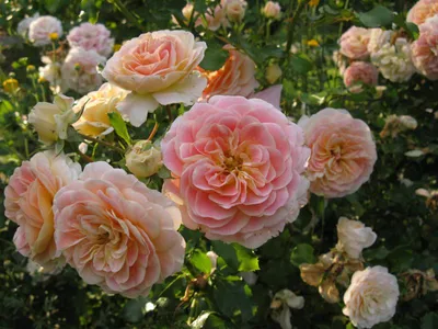 Розы и Сад. Флорибунда роза Концерто 94 (Concerto 94), справочник розы от  Усынин Р.А