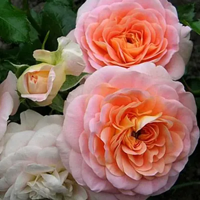 Роза Concerto 94 (Консерто 94) | Прекрасный сад Маришки | Дзен