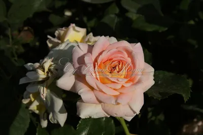 Concerto Shrub Rose | Shrub roses, Rose, Garden