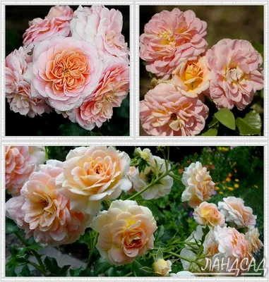 Floribunda Rose Concerto 94 Stock Photos - 1 Images | Shutterstock