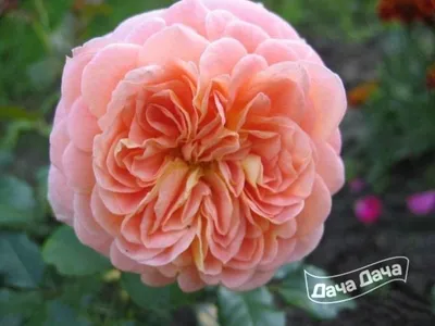 Роза почвопокровная Концерто С4 купить за 950 р. в садовом центре АСТ  Медовое