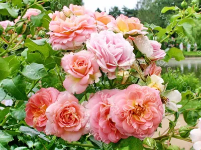 Photo of the bloom of Rose (Rosa 'Concerto') posted by Orsola - Garden.org