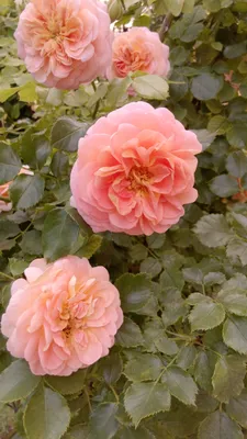 Роза Концерто 94 / Rose Concerto 94
