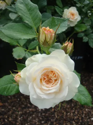 Photo Rose Kosmos - plant 1 | Garden-en.com