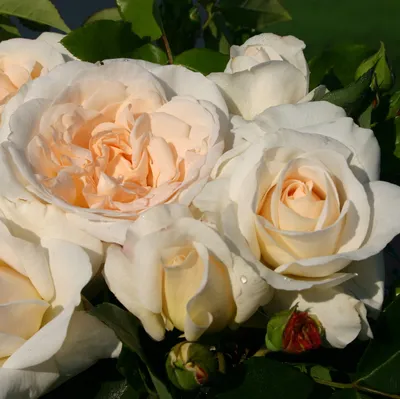 Floribunda Rose Rosa Kosmos Blooms Creamy Stock Photo 2342271901 |  Shutterstock