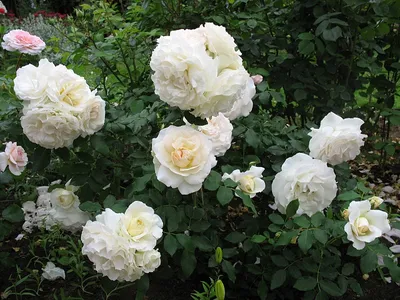 Photo of the entire plant of Rose (Rosa 'Kosmos Fairy Tale') posted by  kassiap - Garden.org