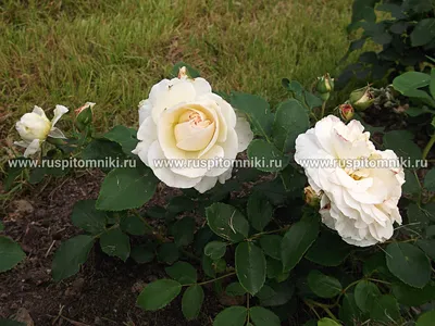 Саженцы розы флорибунда Космос (Kosmos) купить в Москве по цене от 1 800 до  2340 руб. - питомник растений Элитный Сад
