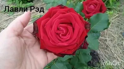 Роза чайно-гибридная Лавли Рококо: купить в Москве саженцы Rosa Lovely  Rokoko в питомнике «Медра»