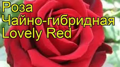 Купить Роза Лавли Джувел (горшок 4л) в Москве и РФ. Описание сорта. Пункты  самовывоза. Почтой (наложенный платеж). Доставка курьером по МО.