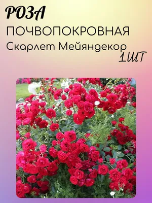 садовод крым продажа Роза спрей Ред Сенсейшен