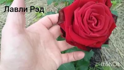 Роза чайно-гибридная Лавли Ред (Lovely Red)