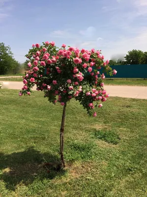 Роза флорибунда Леонардо да Винчи в городе Сергиев Посад