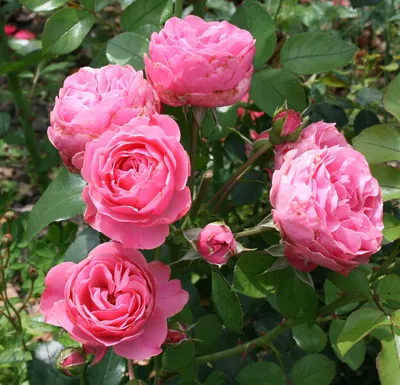 Роза флорибунда Леонардо да Винчи (Rose floribunda Leonardo da Vinсi) —  Садовое ателье СвеЖеНика