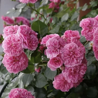 Роза Лес Кватро Сизонс ( Les Quatro Seasons) - Питомник роз