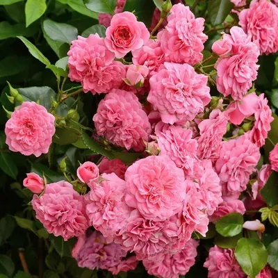 Розовая роза Лес кварте ля сизен (Les Quatre Saison , Pink Swany Meilland).  Почвопокровная или шраб? - YouTube