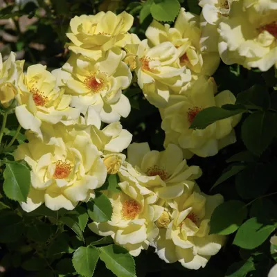 Мой сад! Розовая роза шраб Ля Роз дэ МолинАрд (La Rose de Molinard) Delbard  цветет осенью - YouTube