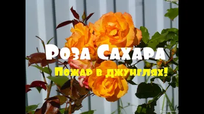 Мой цветник! Нежно-розовая плетистая роза Giardina (Джардина, Жардина ,  L'Alhambra) Tantau Тантау - YouTube
