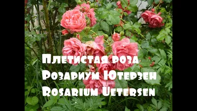 Сайт Rozain.ru Питомник роз Сергея Овчарова - «Любите розы? В каком  питомнике приобрести недорогие саженцы хорошего качества? Ответ вы найдете  здесь!» | отзывы