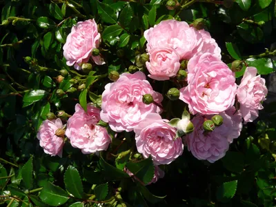Плетистая розовая ароматная роза Розариум Ютерзен Rosarium Uetersen Кордес  Kordes. - YouTube