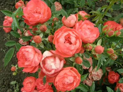 Роза Пинк Интуишн чайно-гибридная | Розы, Растения, Цветы