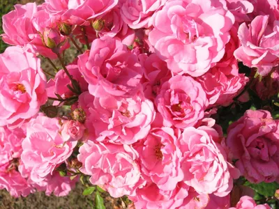 Роза почвопокровная Пинк Беллс - 73 фото