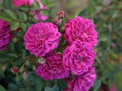 Роза Лес Кватро Сизонс ( Les Quatro Seasons) - Питомник роз