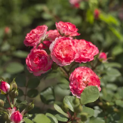 Малиново - красная неприхотливая роза Хеллоу Hello Meilland  почвопокровная/шраб Моя жизнь на даче - YouTube