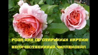 Роза почвопокровная Пинк Беллс - 73 фото