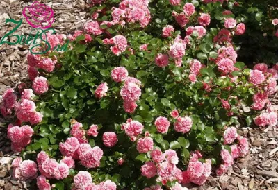 О розе Les Quatre saisons: описание и характеристики сорта почвопокровной  розы