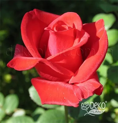 Роза Litke (Литке) - Чайно-гибридные - Саженцы роз, ягодных, фруктовых и  декоративных культур - Dekoplant