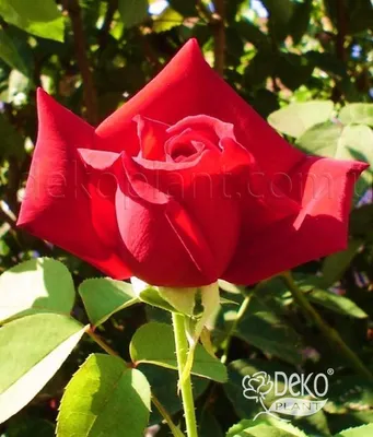 Саженцы розы чайно гибридной Литке (Litke) купить в Москве по цене от 490  до 1990 руб. - питомник растений Элитный Сад