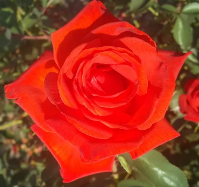 Роза Litke (Литке) - Чайно-гибридные - Саженцы роз, ягодных, фруктовых и  декоративных культур - Dekoplant