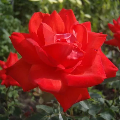 Роза Литке (Litke) – купить саженцы роз в Коломне