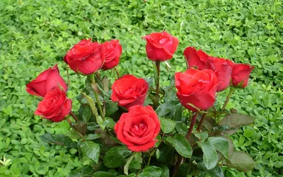 Сорт розы литке (75 фото) »