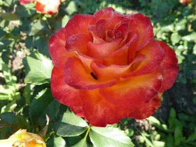 Роза литке - 61 фото