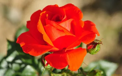 Купить саженцы Роза Двойное удовольствие с доставкой почтой | Питомник  саженцев Краснодар «КФХ Фруктовый сад»