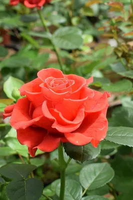 Волшебные розы. Роза, от которой \"останавливается дыхание\" - Энциклопедия  роз