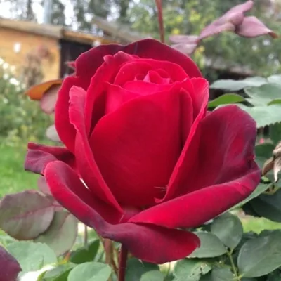 Маленькие кустовые розы (70 фото)