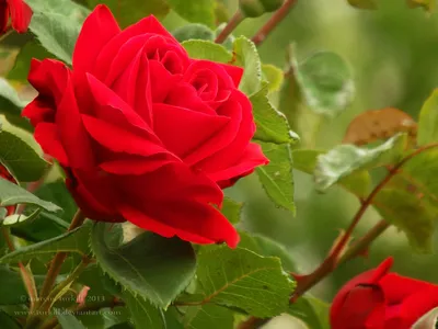 Роза кустовая флорибунда (77 фото) - фото - картинки и рисунки: скачать  бесплатно