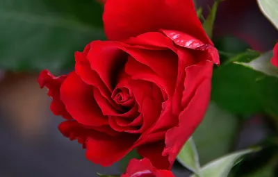 Роза роза чайно гибридная лидка (78 фото) »