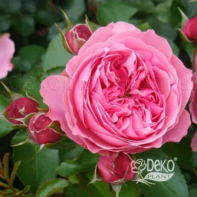 Роза чайно гибридная Анжелика - 71 фото