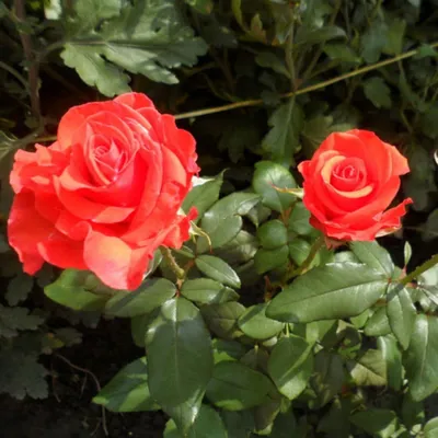 Роза чайно гибридная Корвет - 74 фото