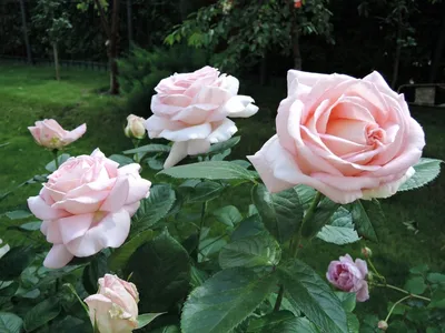 Роза Leonardo da Vinci (Леонардо Да Винчи) - Чайно-гибридные - Саженцы роз,  ягодных, фруктовых и декоративных культур - Dekoplant