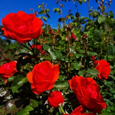 Роза литке (39 фото) - 39 фото