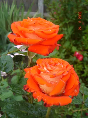 Роза корвет (33 фото) - 33 фото