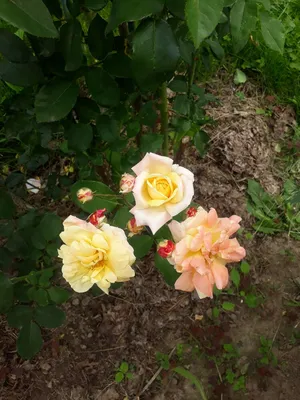 Rose (Rosa 'Mischka') in the Roses Database - Garden.org
