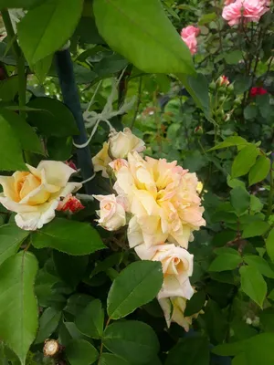 Саженцы розы чайно гибридной Мишка (Michka) купить в Москве по цене от 490  до 1990 руб. - питомник растений Элитный Сад