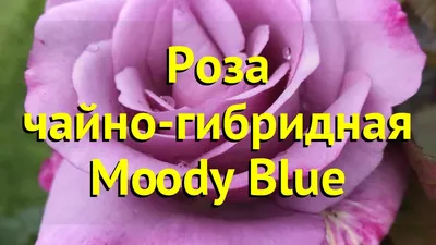 Роза Моди блю (Modi blue)